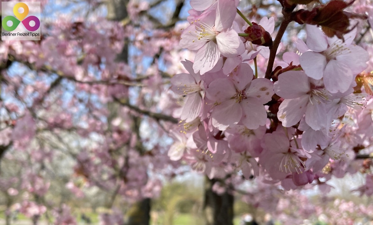 Führung: Die japanische Kirschblüte (Sakura) in den Gärten der Welt 2024
