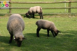 Bauernhof Schafe