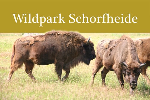 Bild-Wildpark-Schorfheide-2