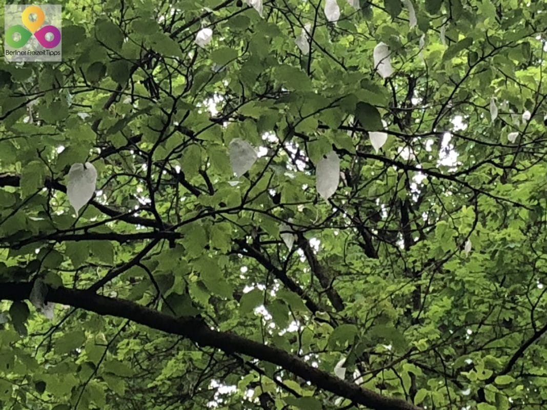 Taschentuchbaum im Tiergarten