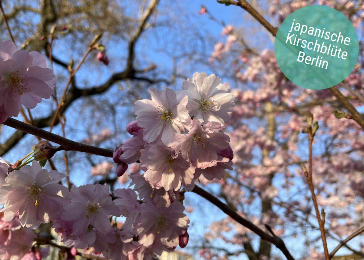 Bild japanische Kirschblüte Berlin